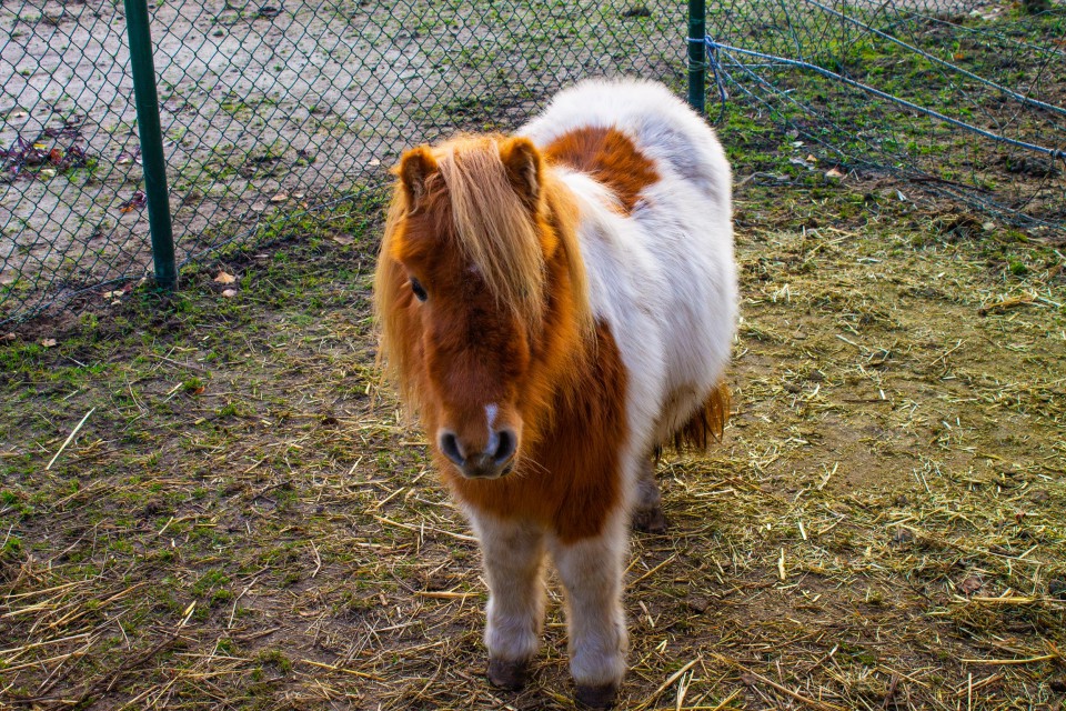 Dieren bij De Lage Kamp