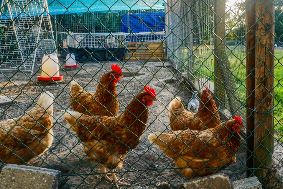 Dieren bij de lage kamp v2